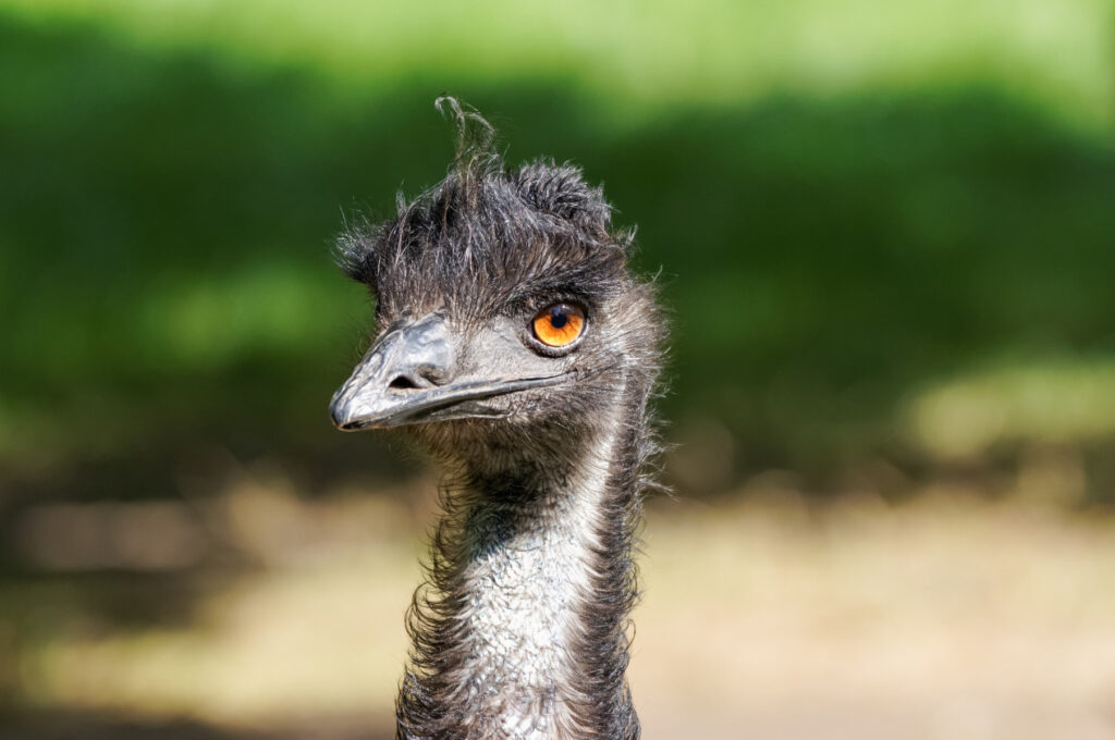 My Experience Raising Emus (They Make Great Pets!) Backyard Poultry